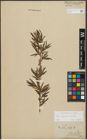 Foto von Salix purpurea L. x Salix viminalis L.